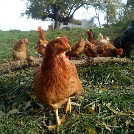 Biofarma Dolejsi Mlyn Alloggio per agriturismo
