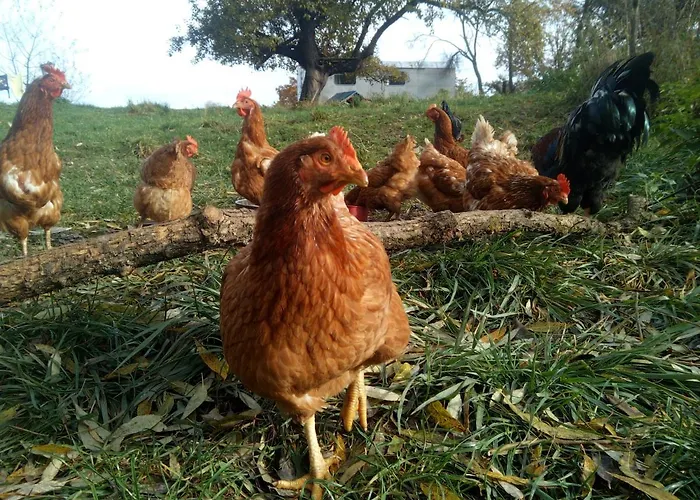 Biofarma Dolejsi Mlyn Vakantieboerderij